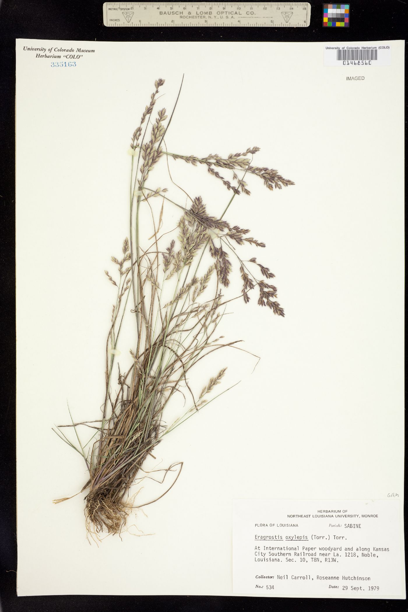 Eragrostis secundiflora image