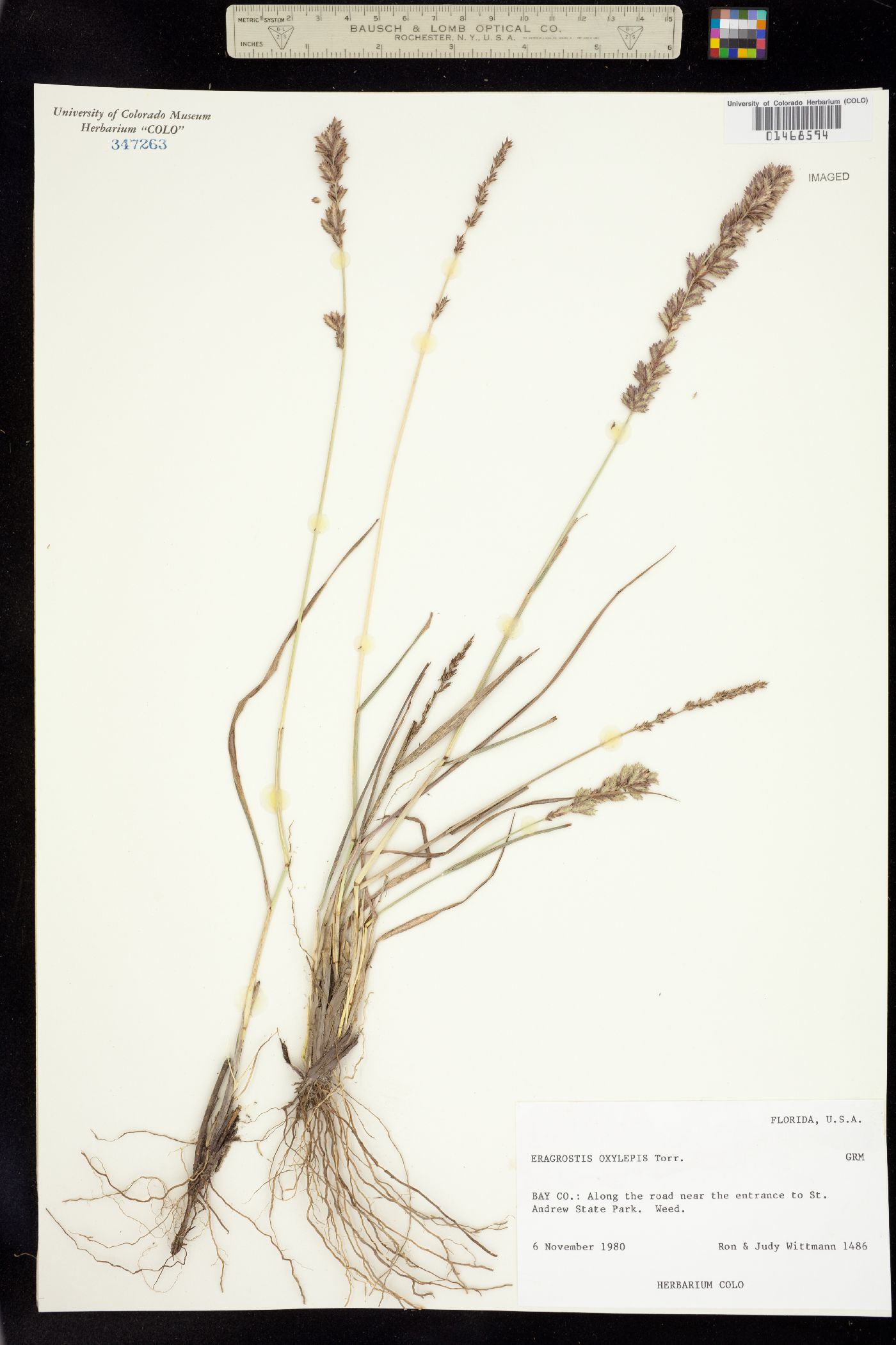 Eragrostis secundiflora image