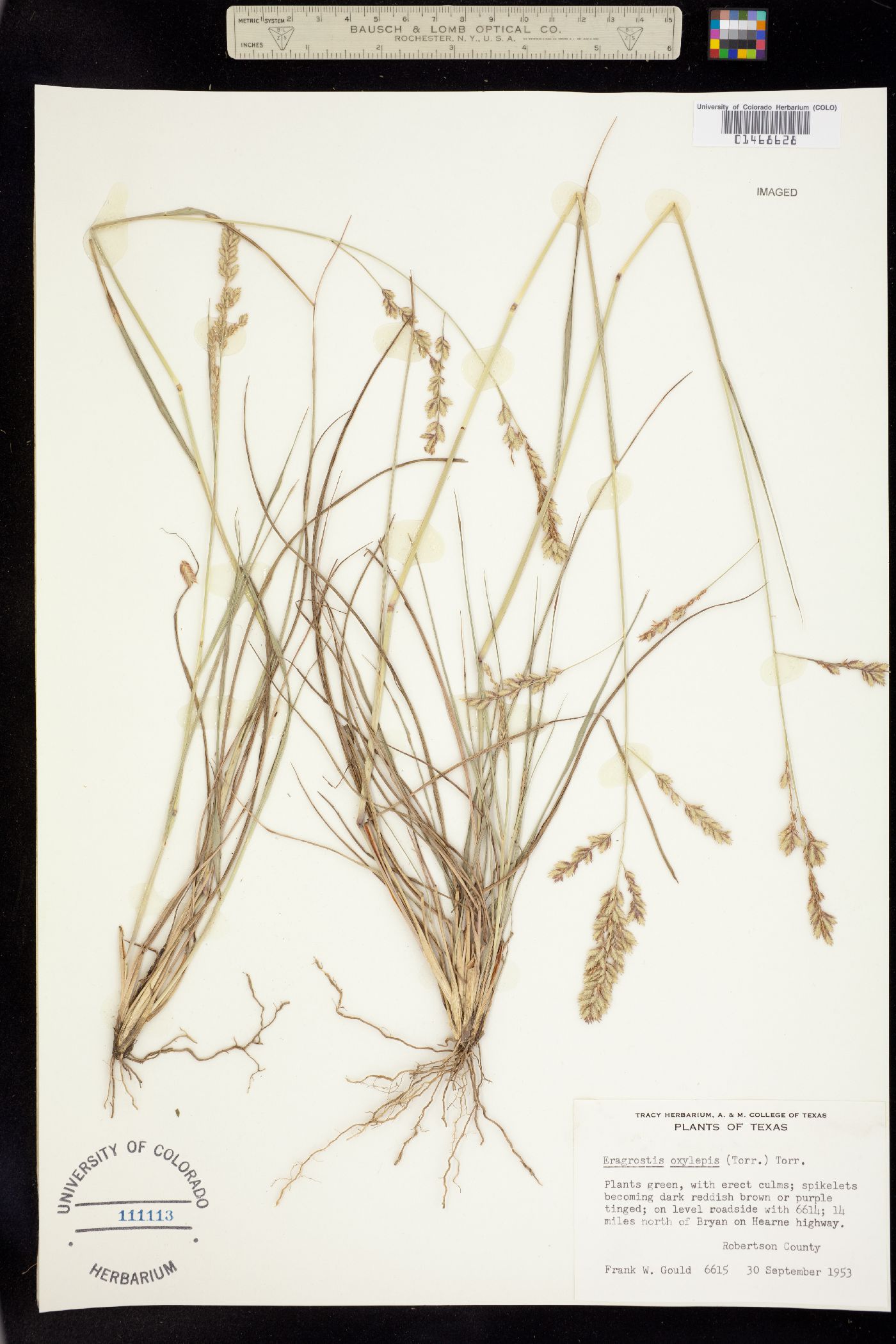 Eragrostis secundiflora image