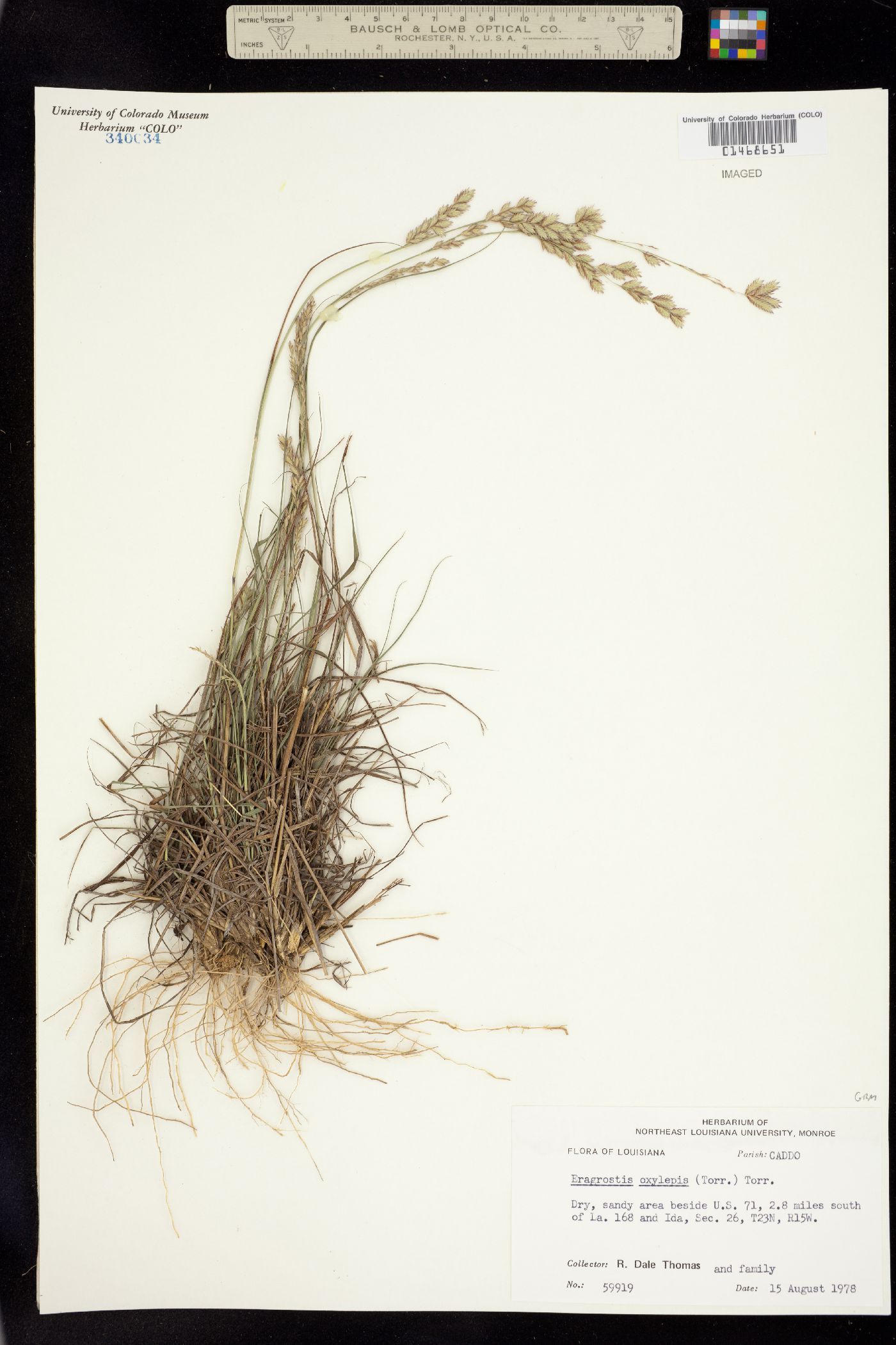 Eragrostis secundiflora image