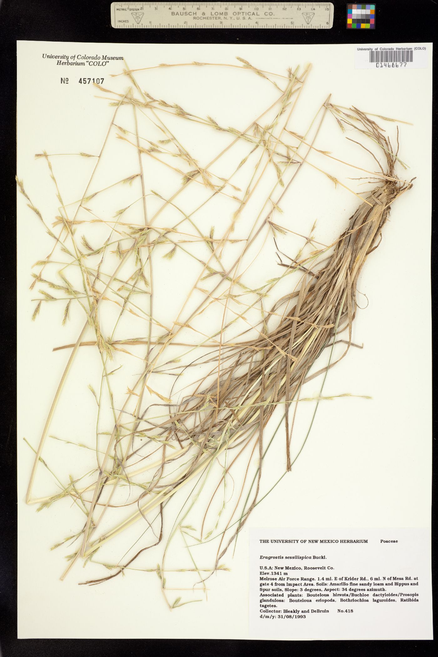 Eragrostis sessilispica image