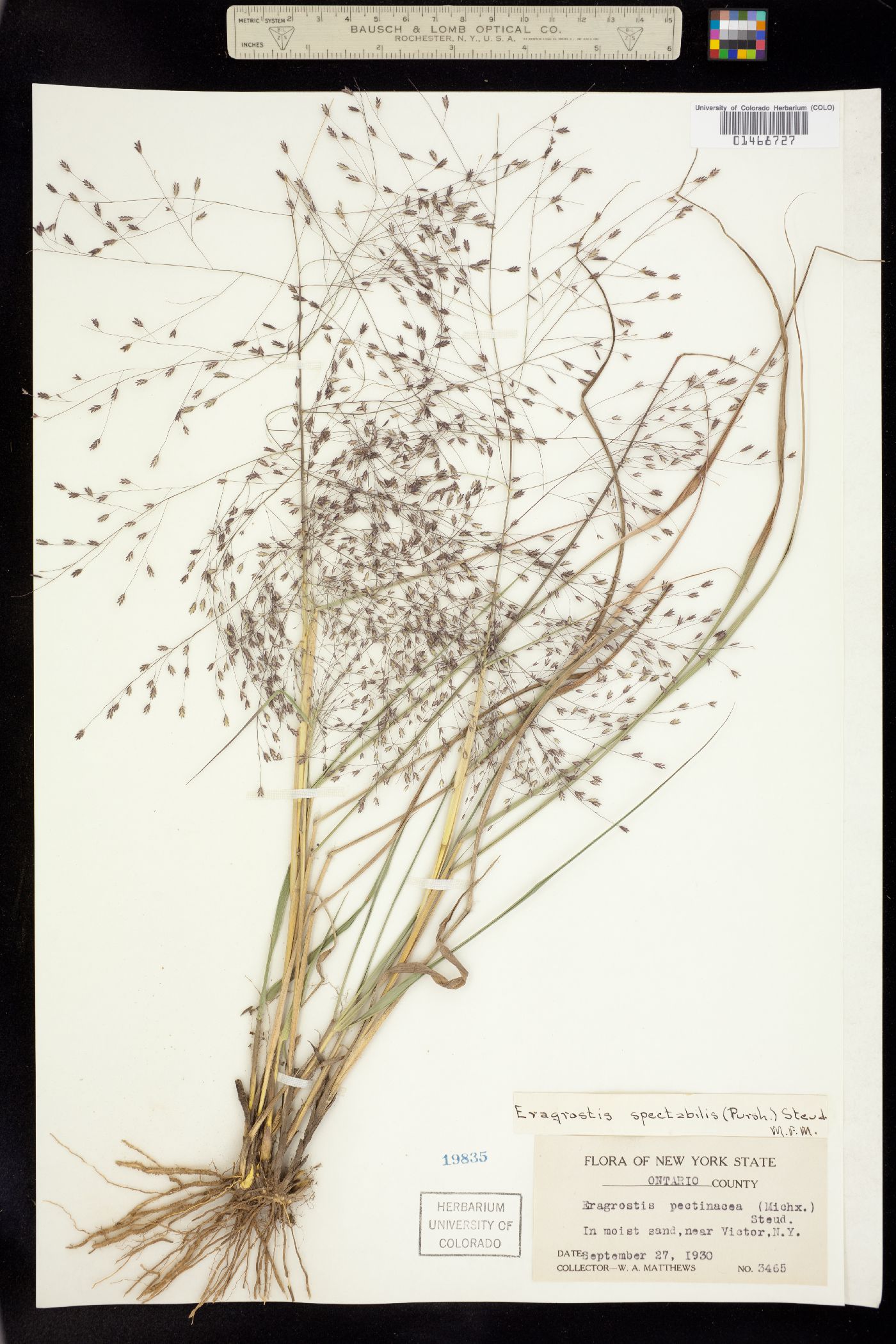 Eragrostis spectabilis image