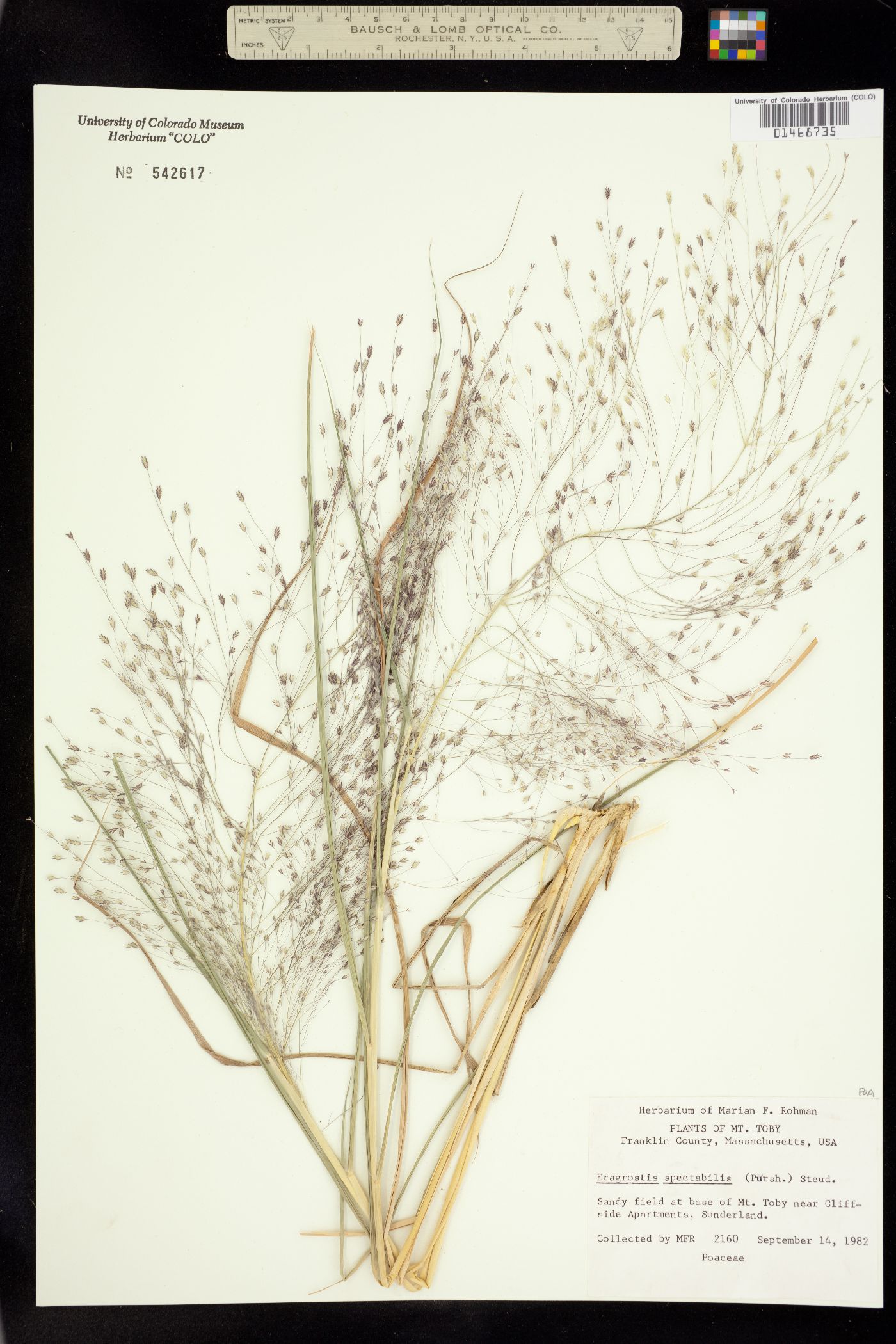 Eragrostis spectabilis image