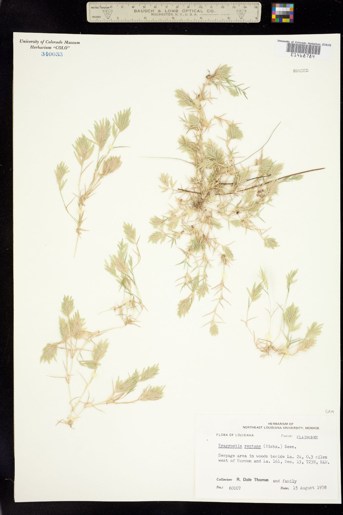 Eragrostis reptans image