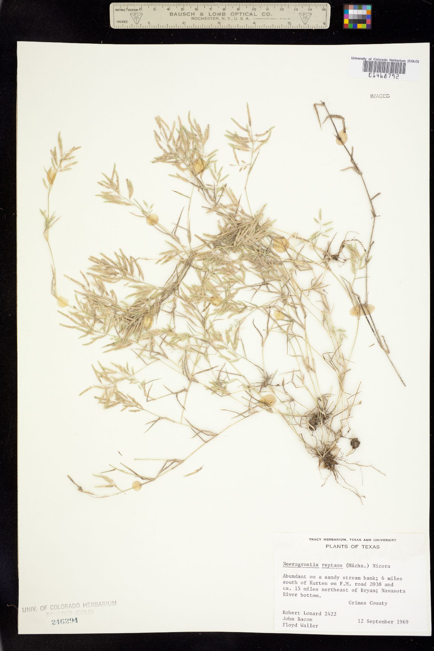 Eragrostis image