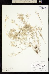 Image of Eragrostis reptans