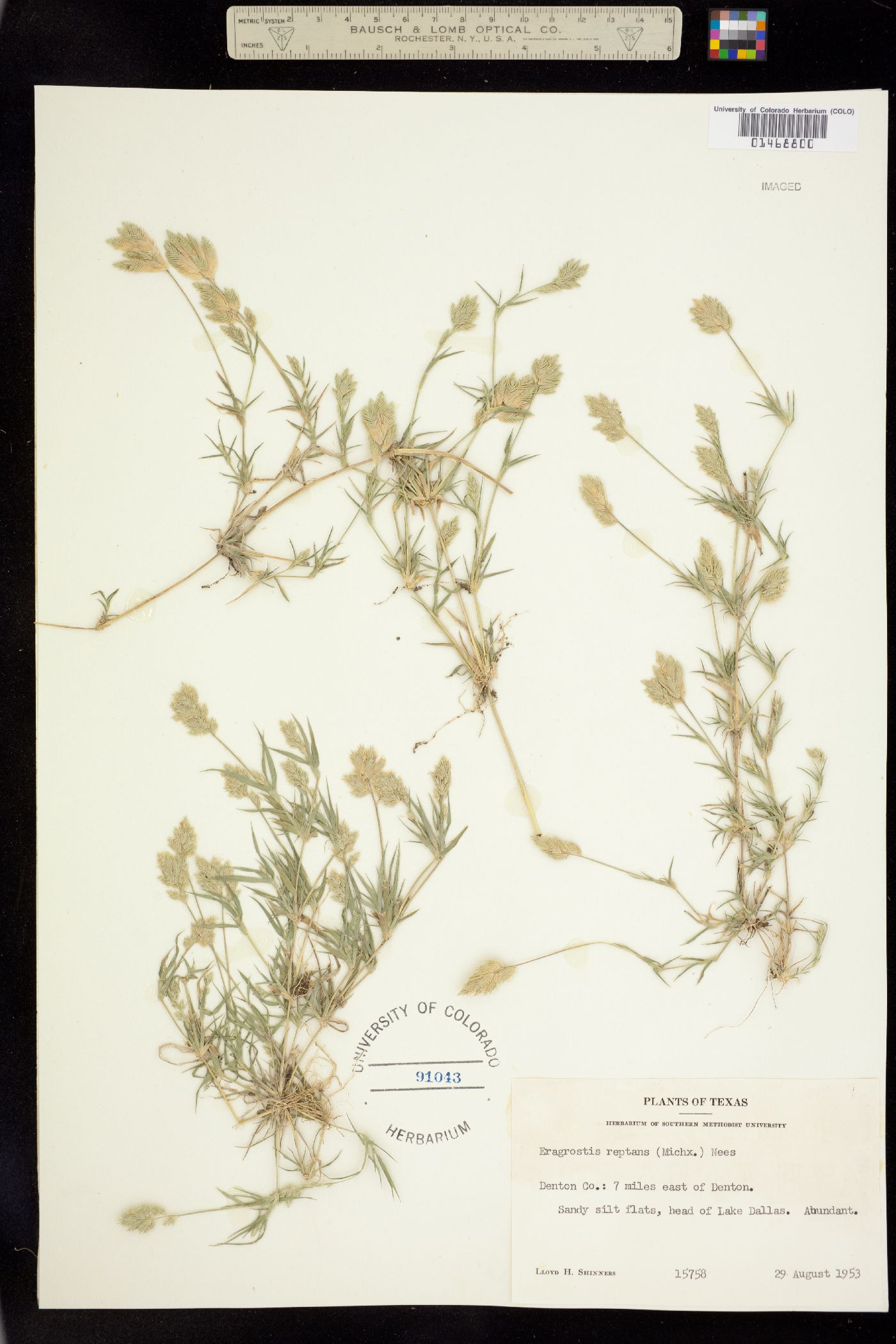 Eragrostis reptans image