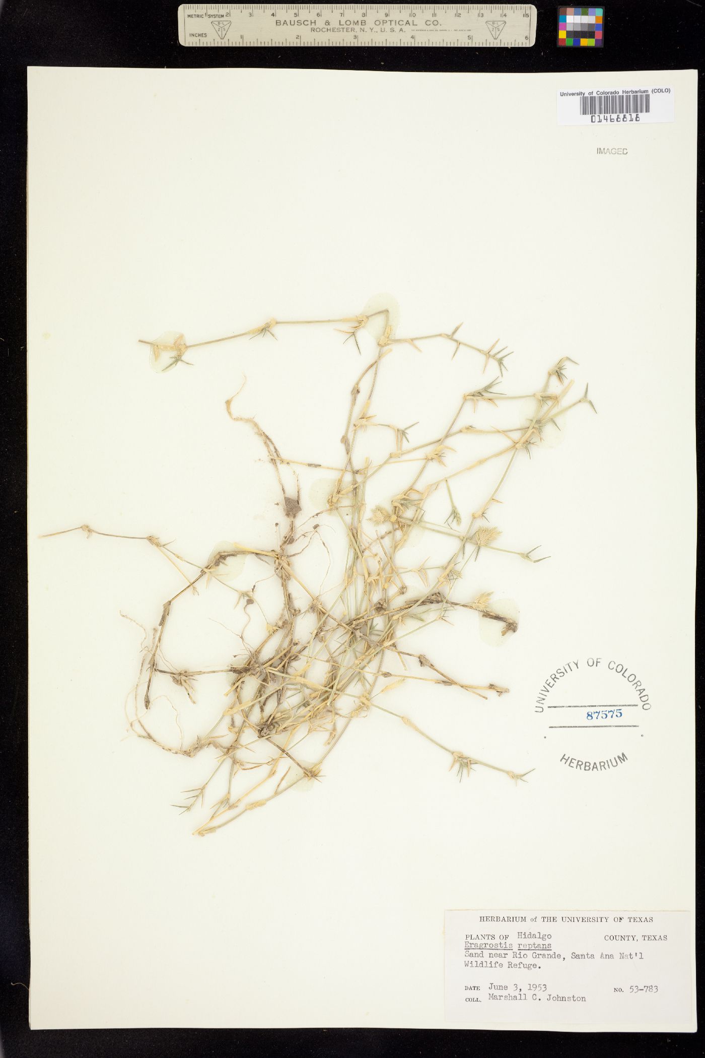 Eragrostis reptans image