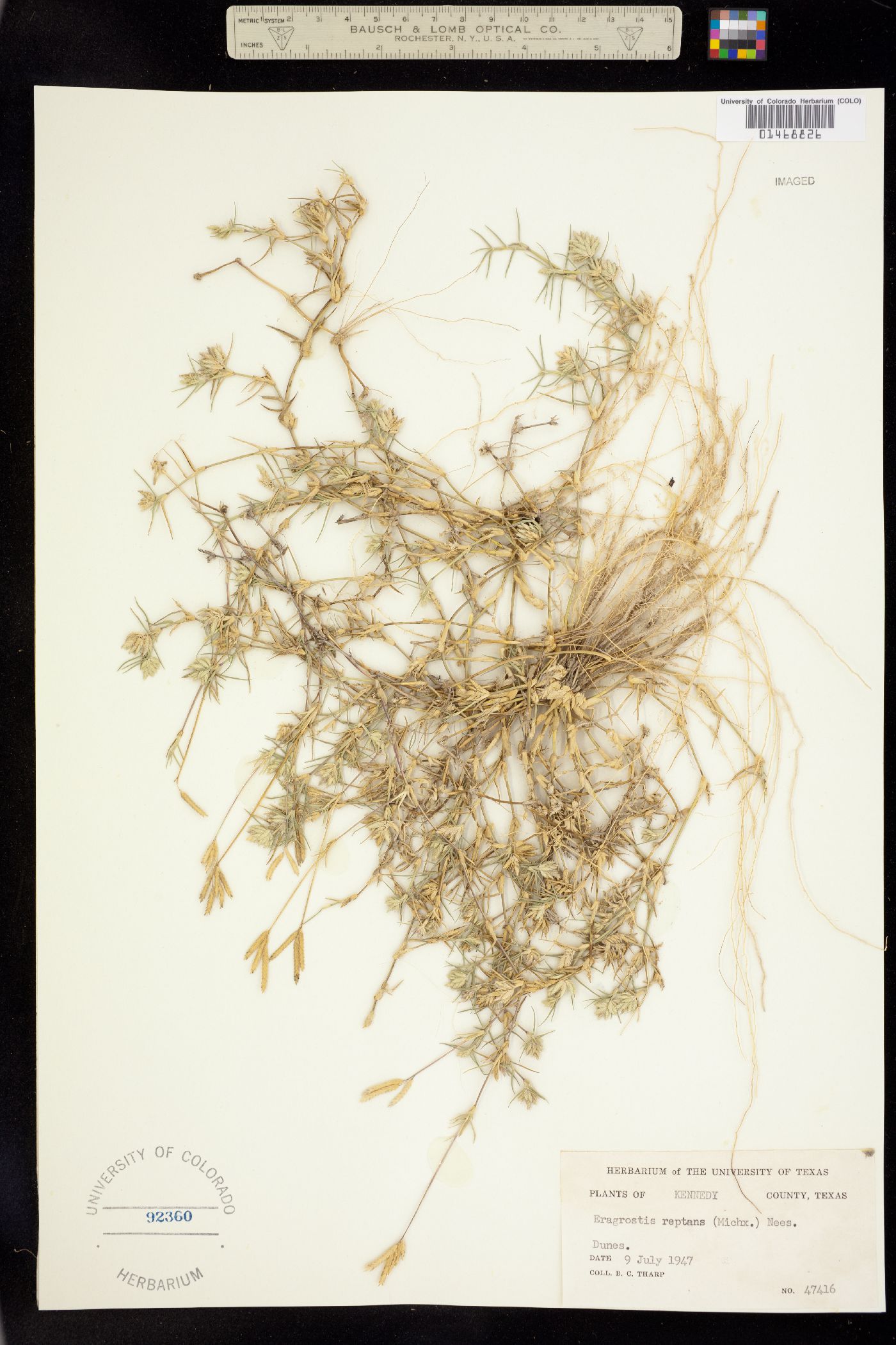 Eragrostis image