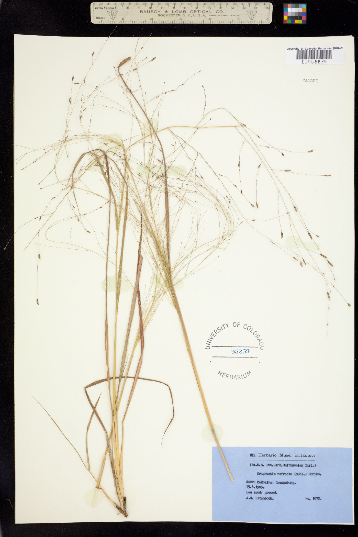 Eragrostis image