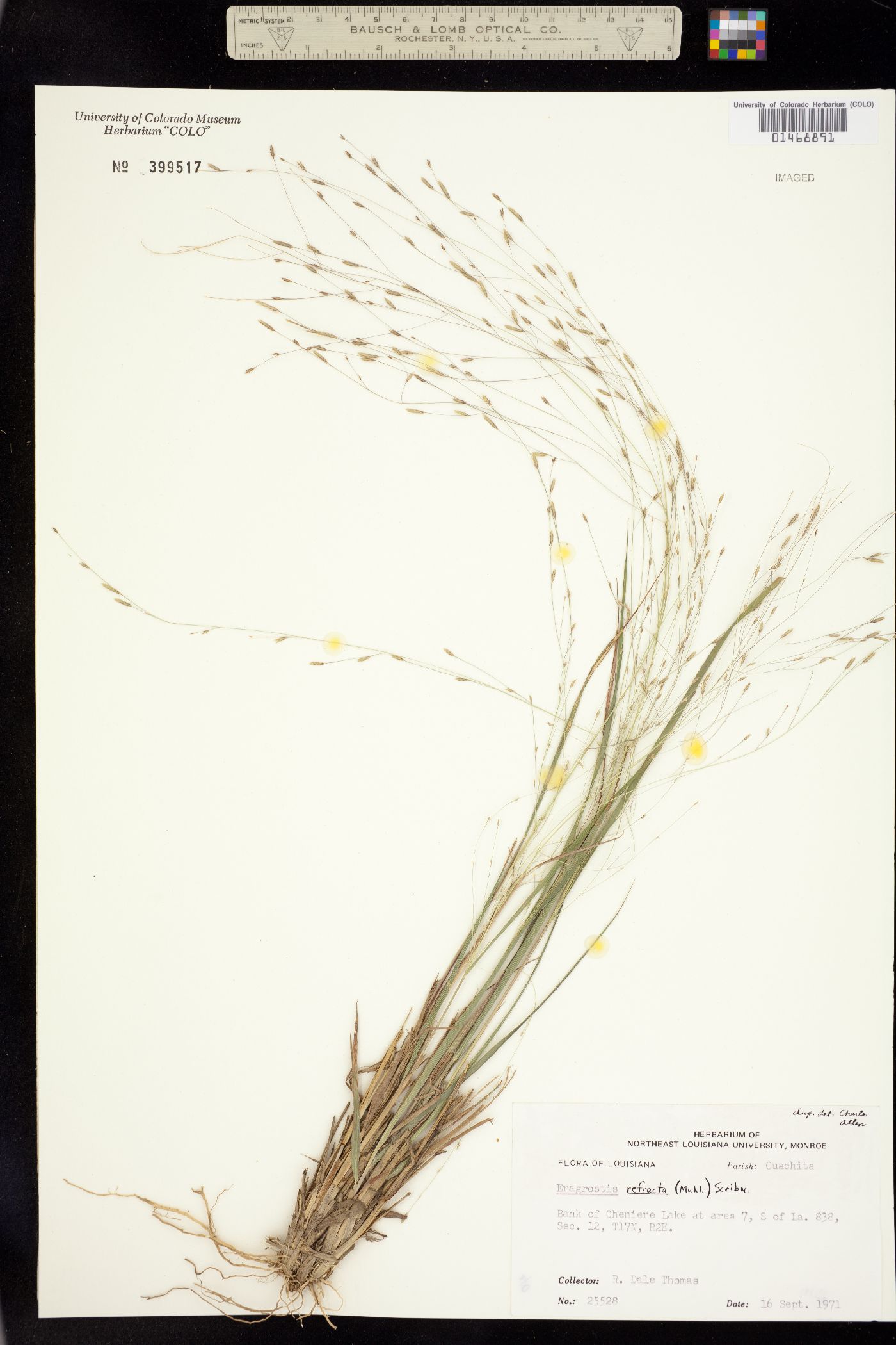 Eragrostis refracta image