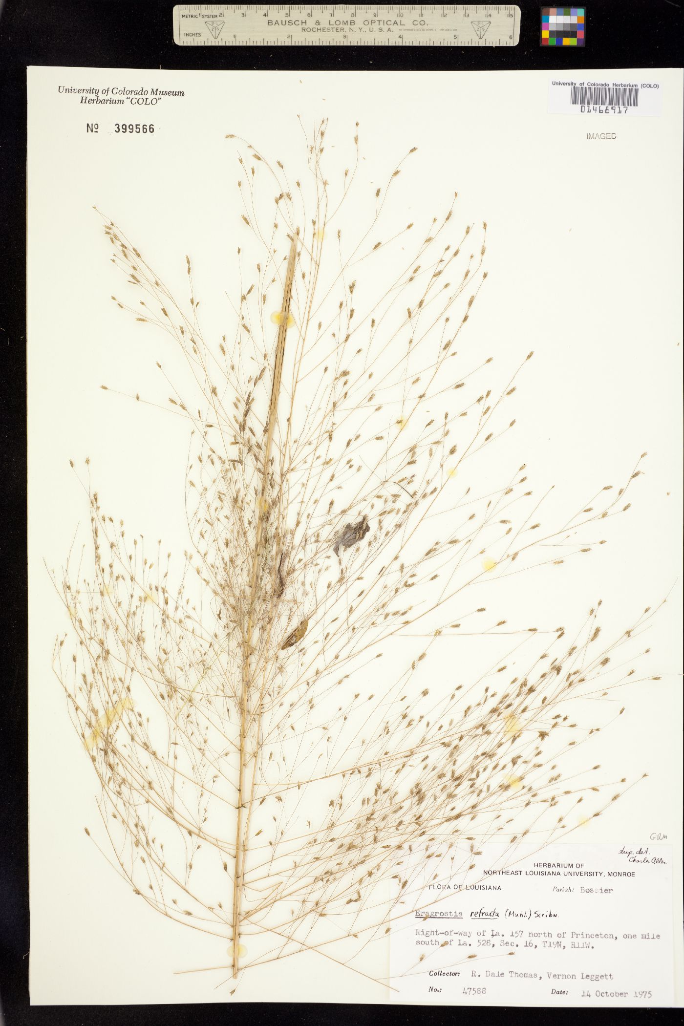 Eragrostis refracta image