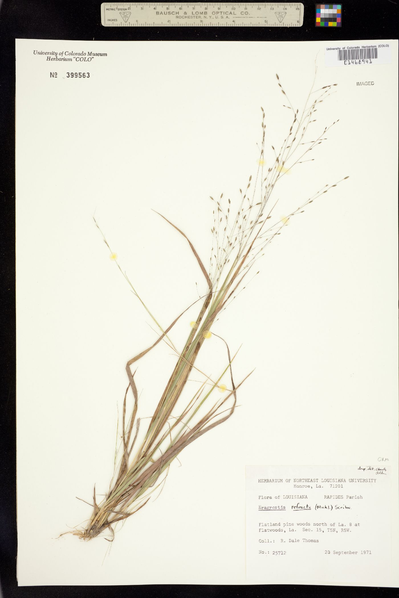 Eragrostis image