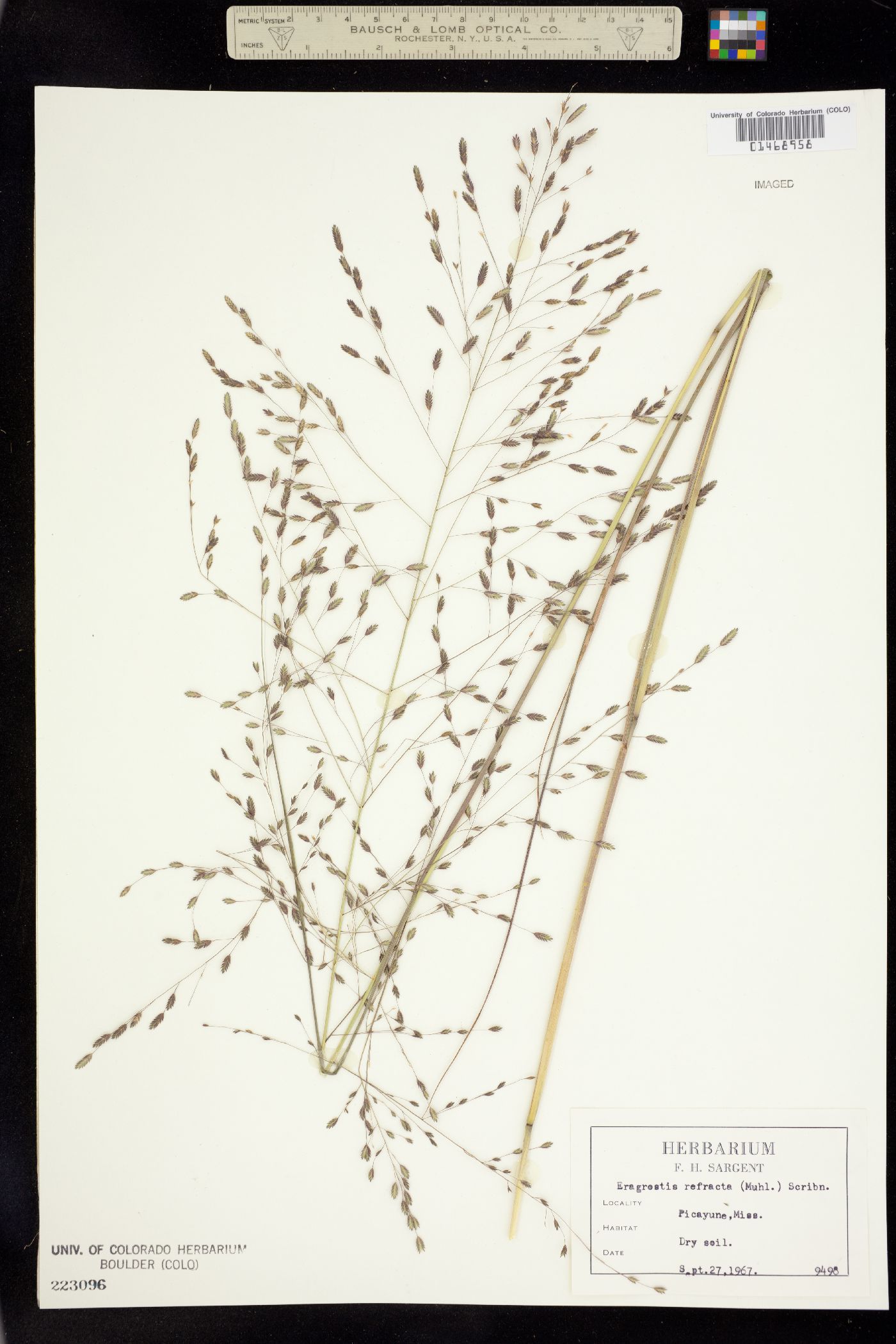 Eragrostis refracta image