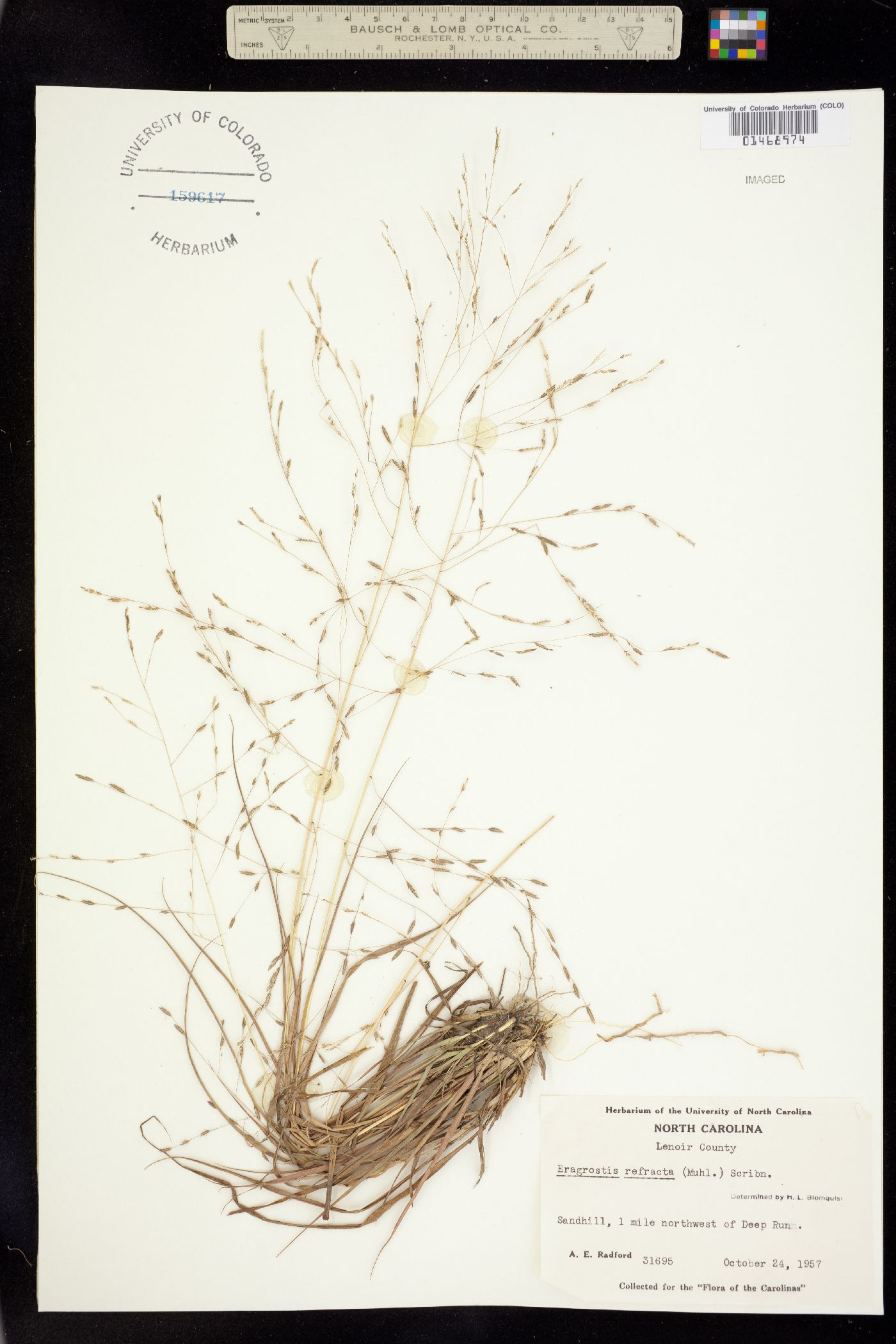 Eragrostis refracta image