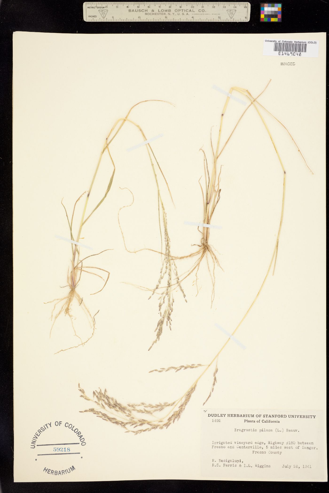 Eragrostis image