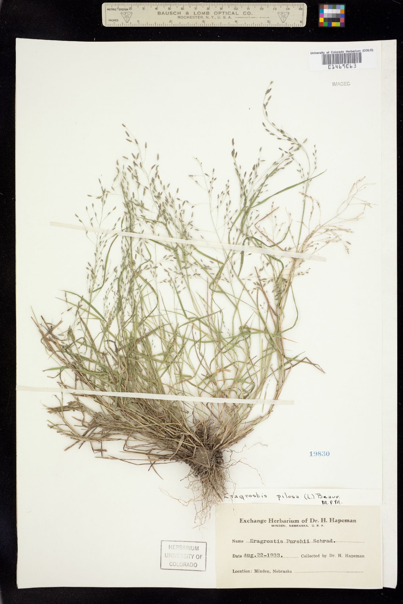 Eragrostis pilosa image