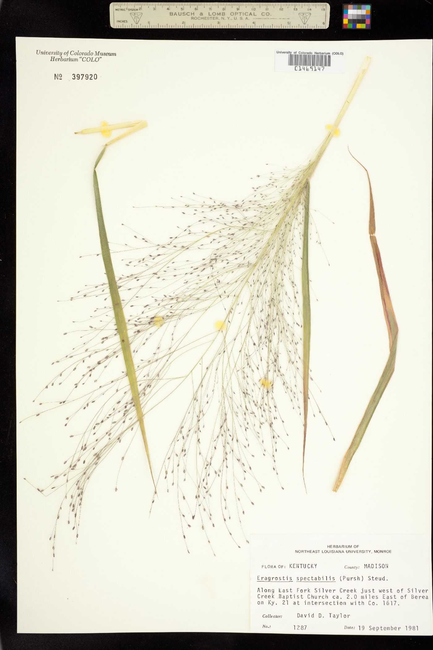 Eragrostis spectabilis image