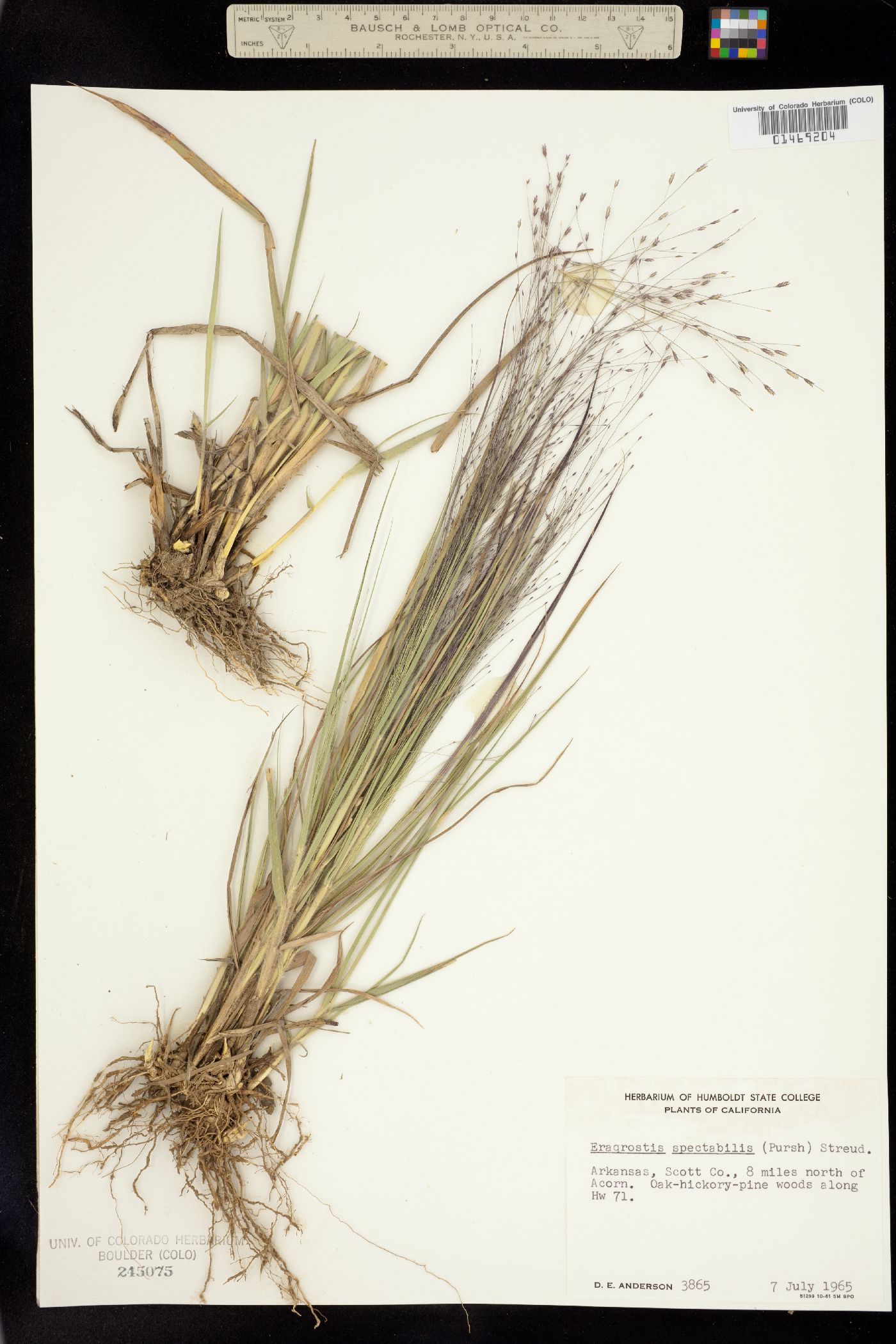 Eragrostis spectabilis image