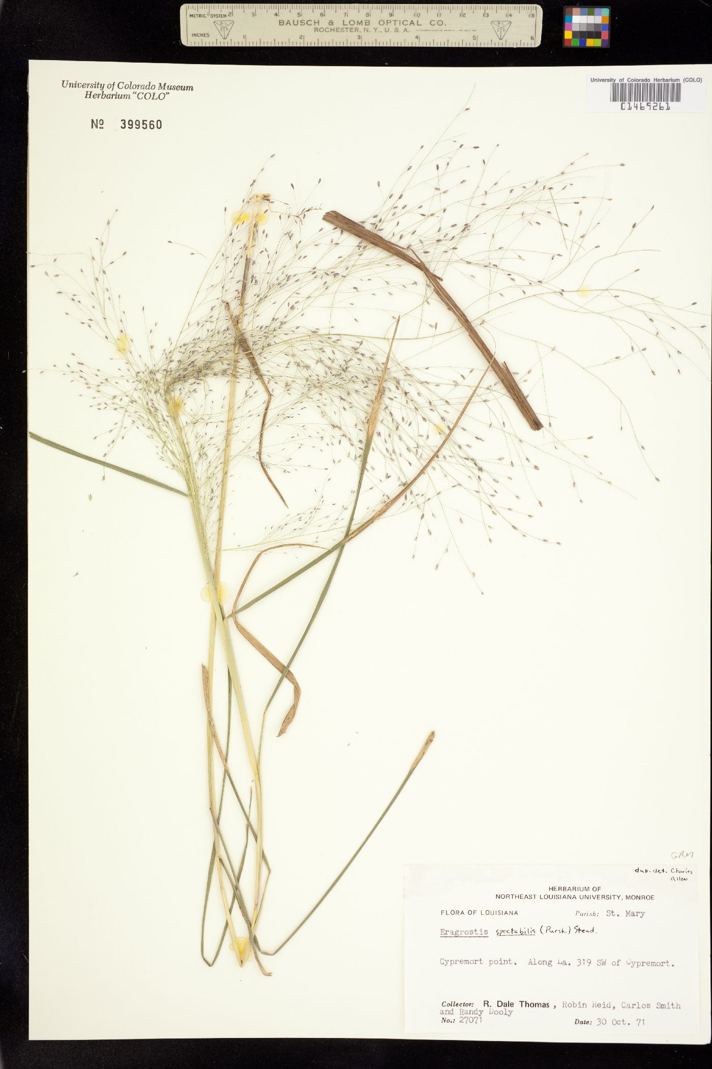 Eragrostis spectabilis image