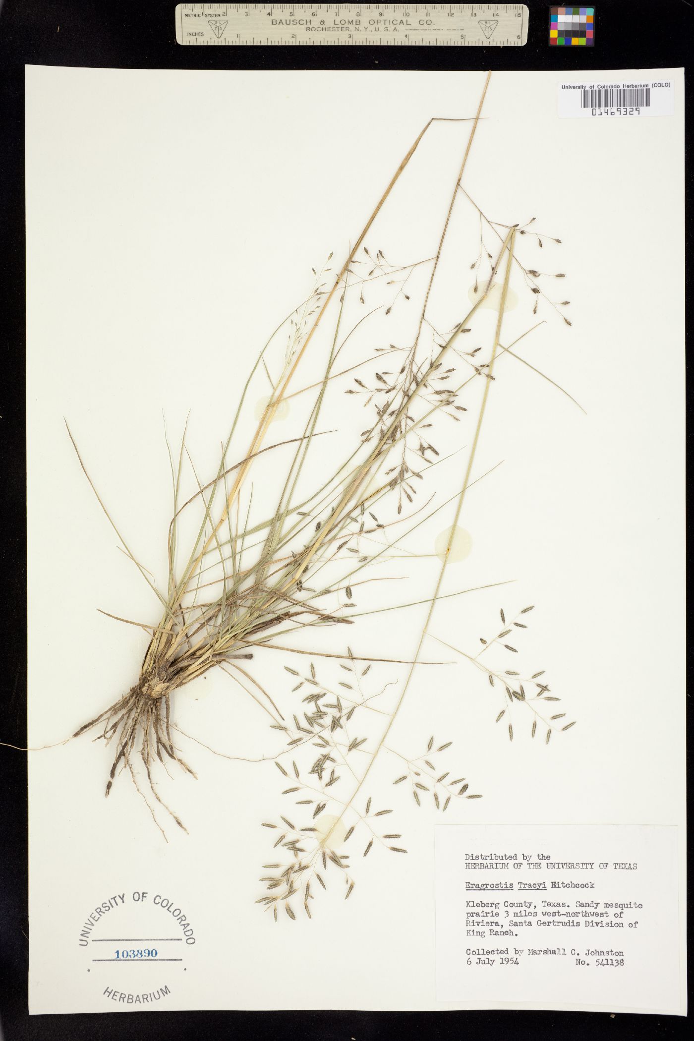 Eragrostis image