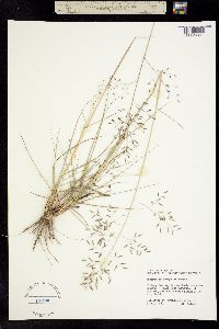 Eragrostis tracyi image