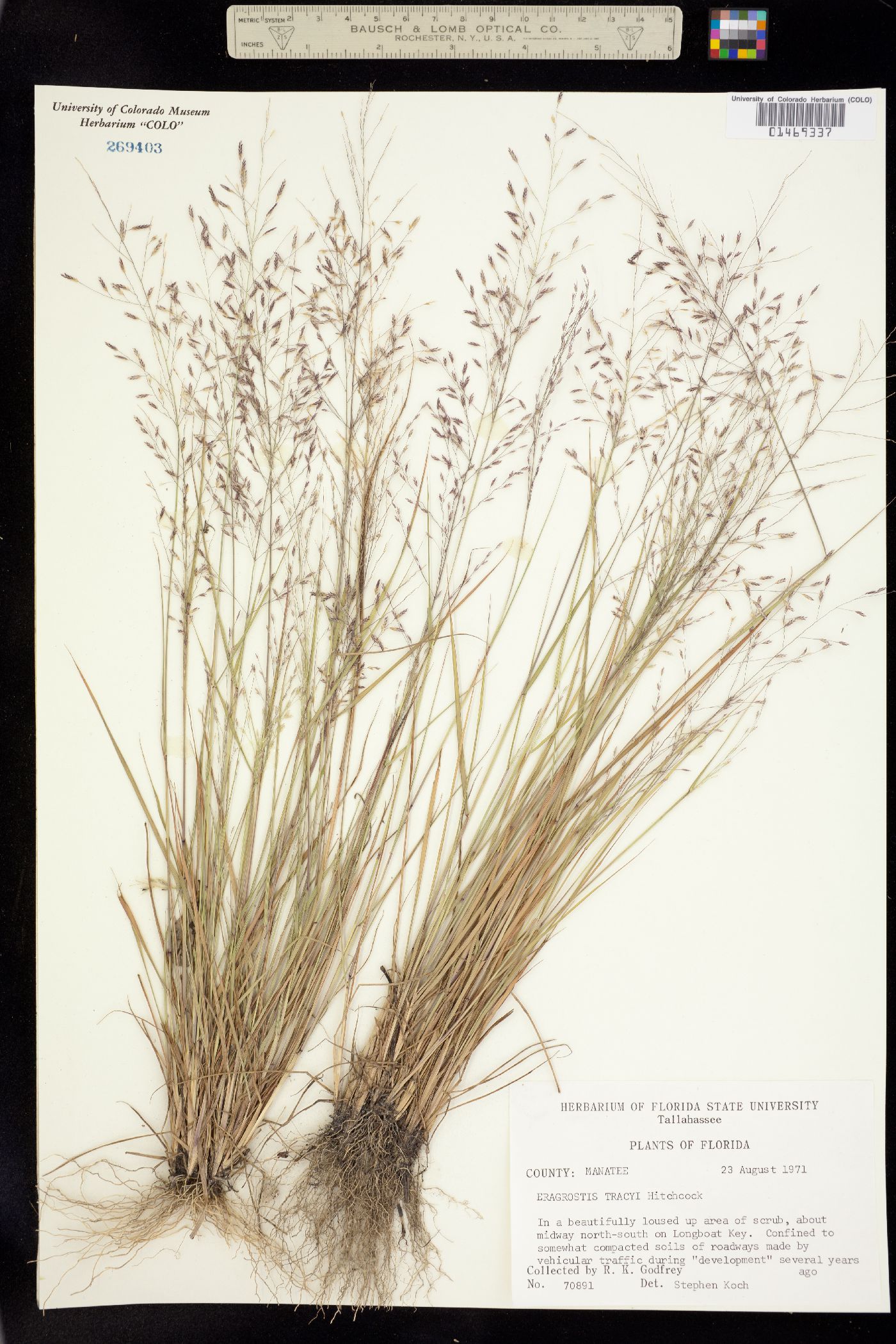 Eragrostis image