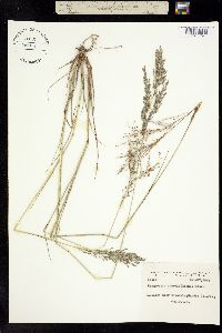 Image of Eragrostis atrovirens