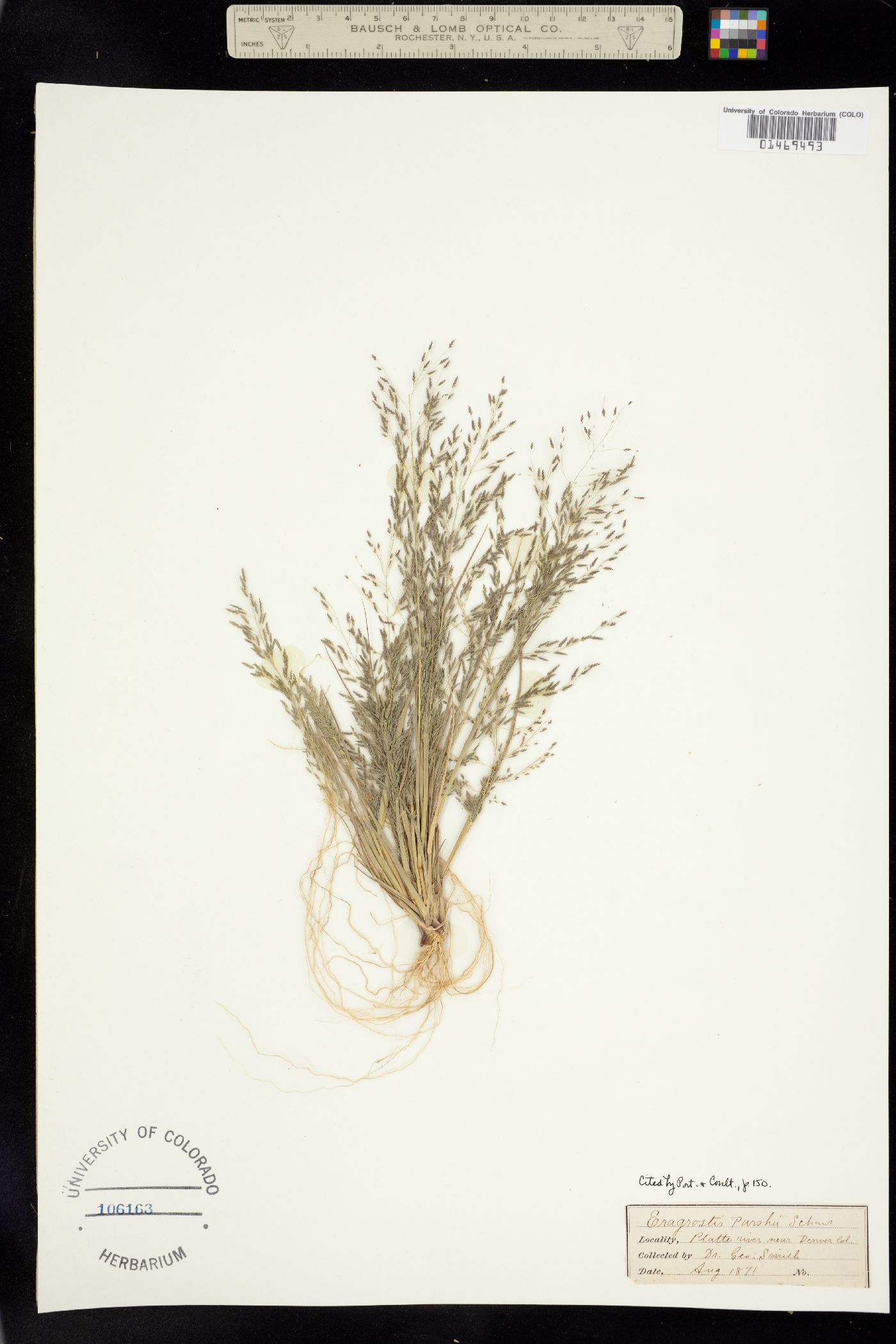 Eragrostis purshii image