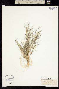 Eragrostis purshii image