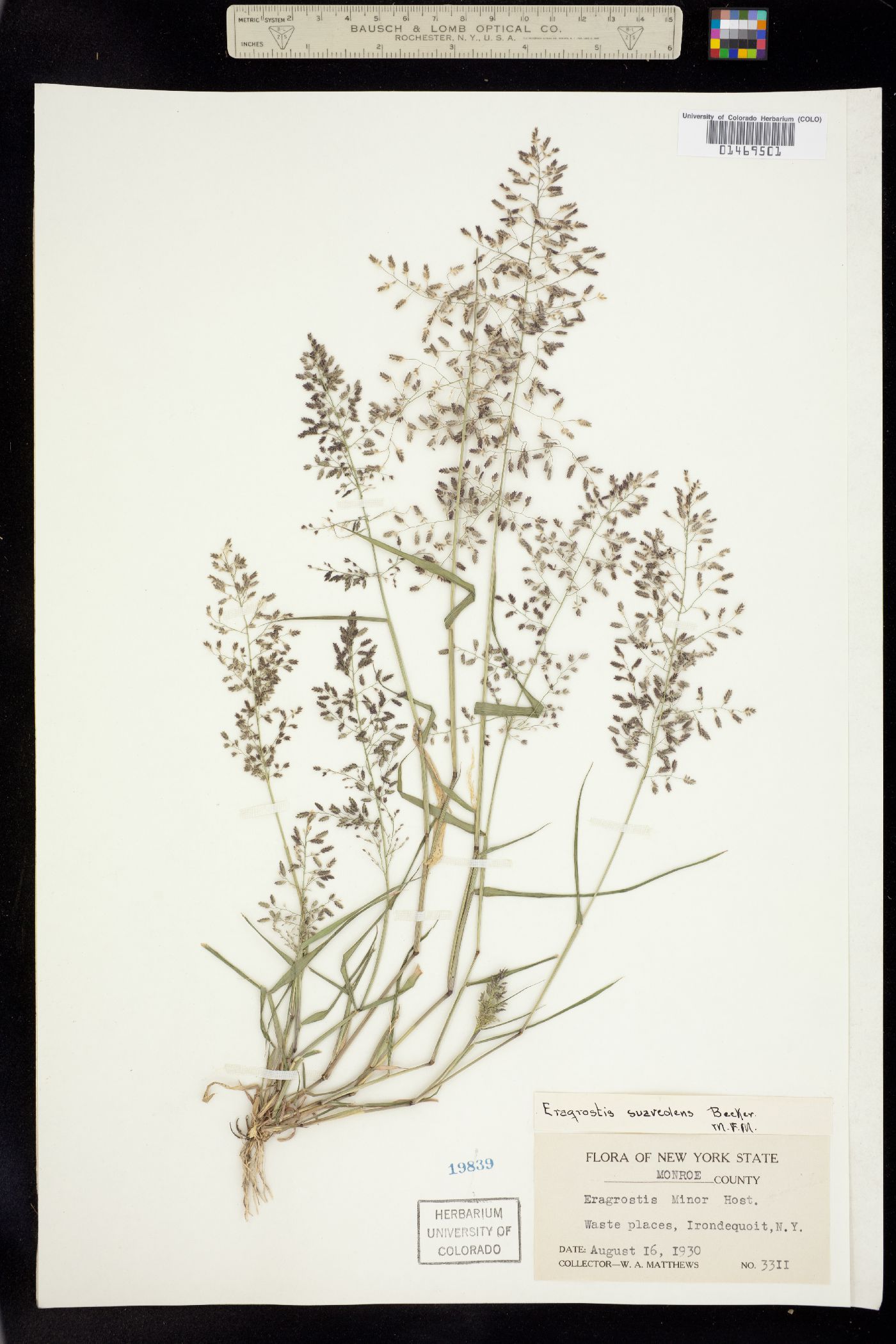 Eragrostis minor image