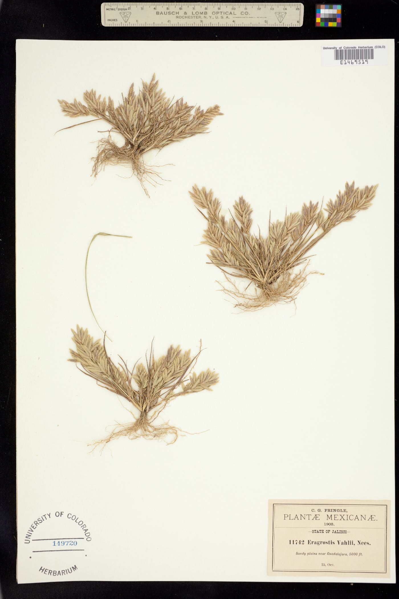 Eragrostis vahlii image