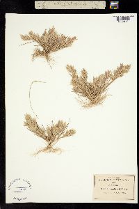 Eragrostis vahlii image