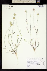 Eremopyrum triticeum image