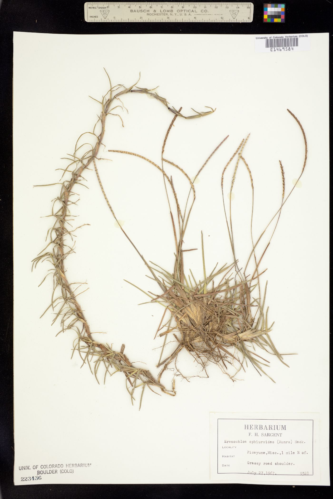 Eremochloa image