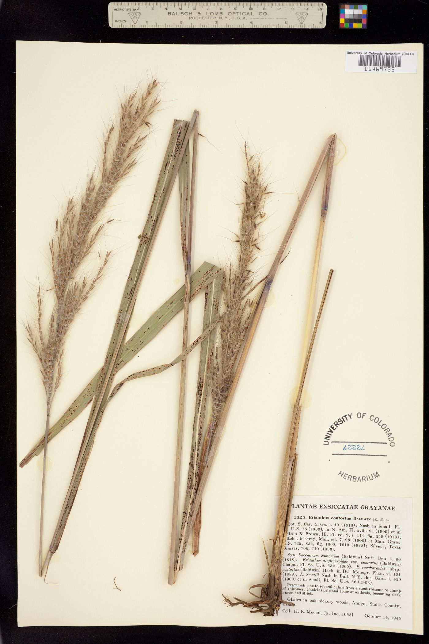 Saccharum brevibarbe var. contortum image