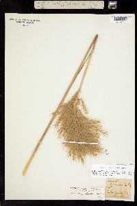Erianthus giganteus image