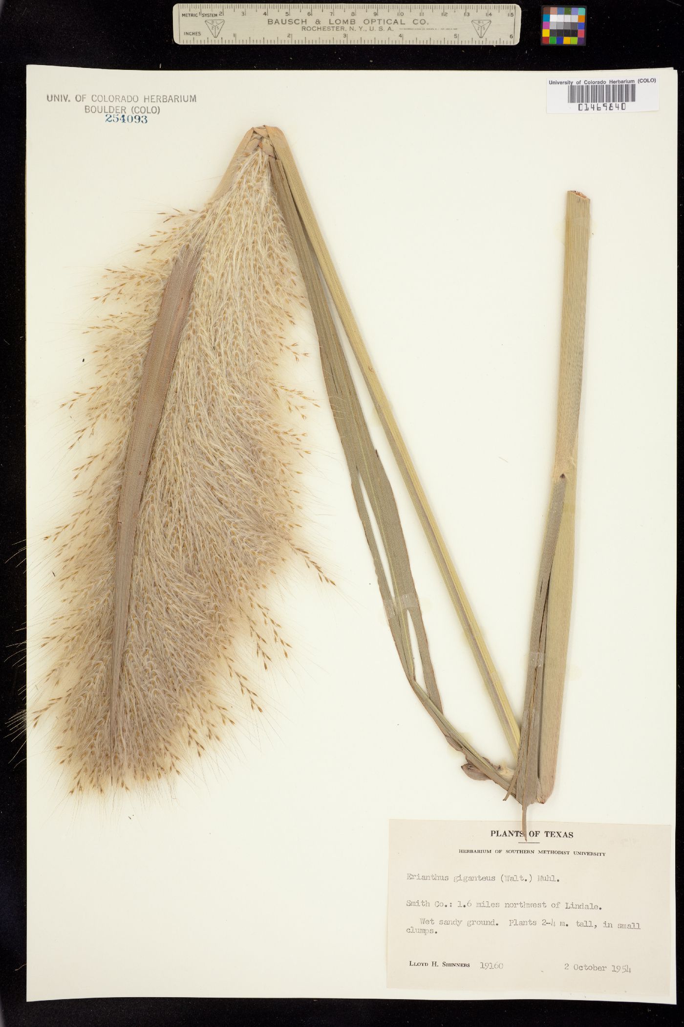 Erianthus giganteus image