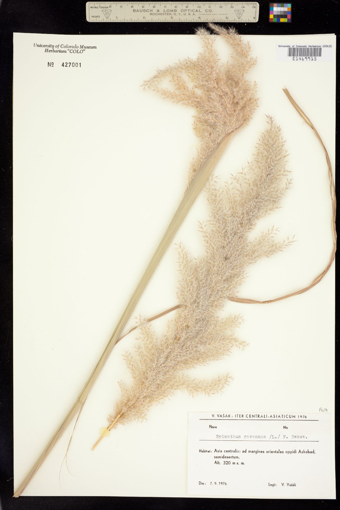 Tripidium ravennae image