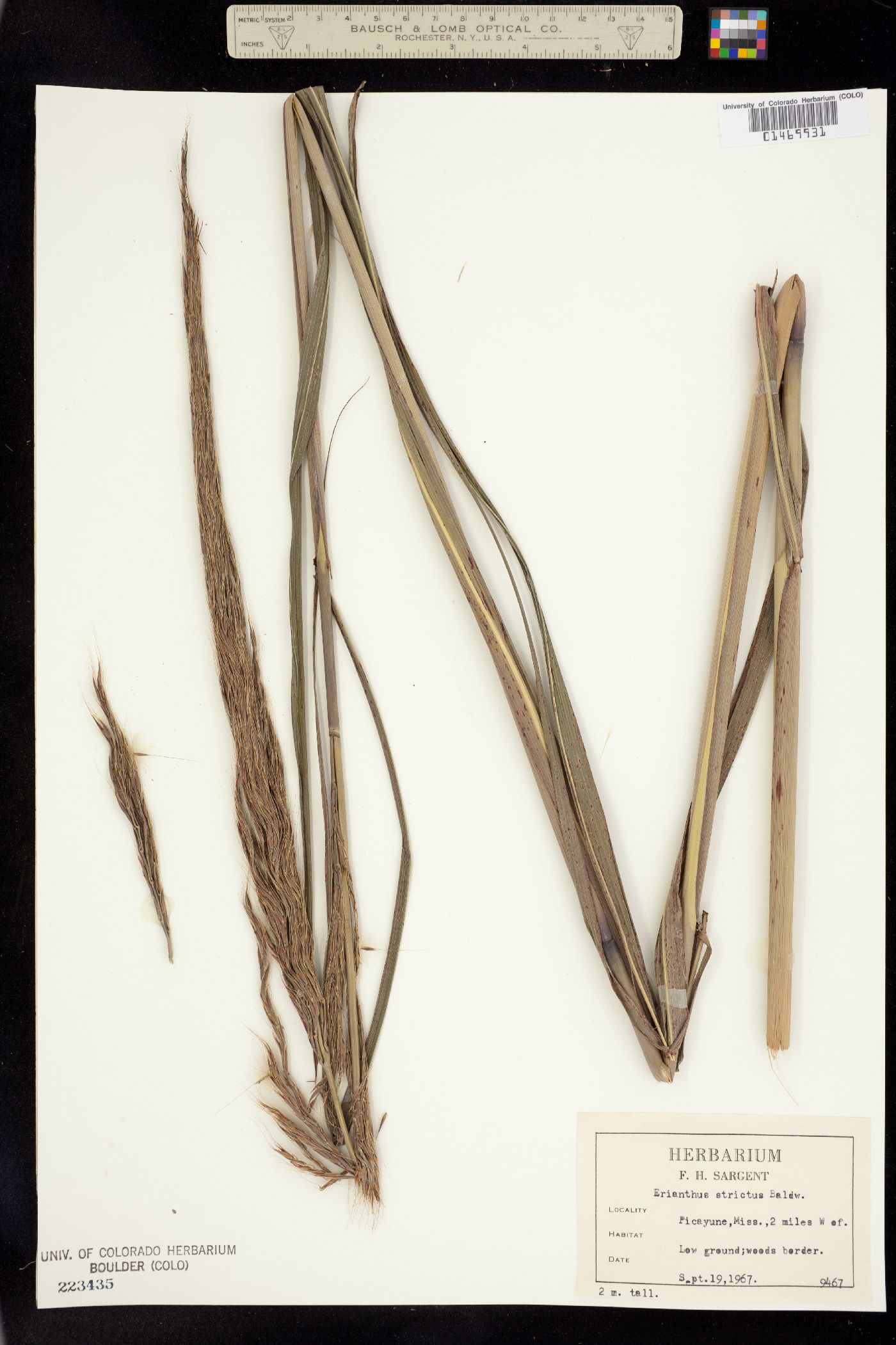 Saccharum baldwinii image