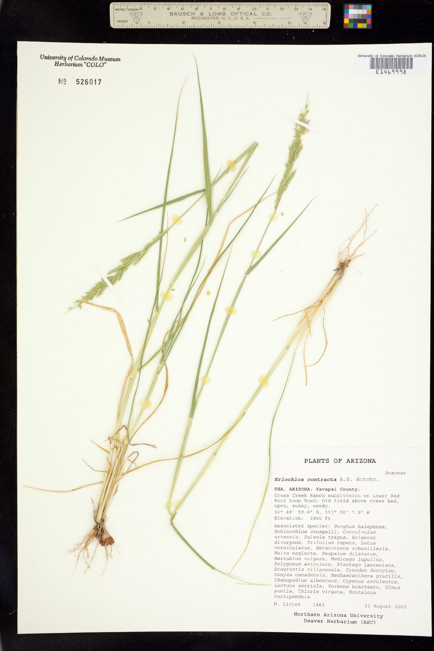 Eriochloa contracta image