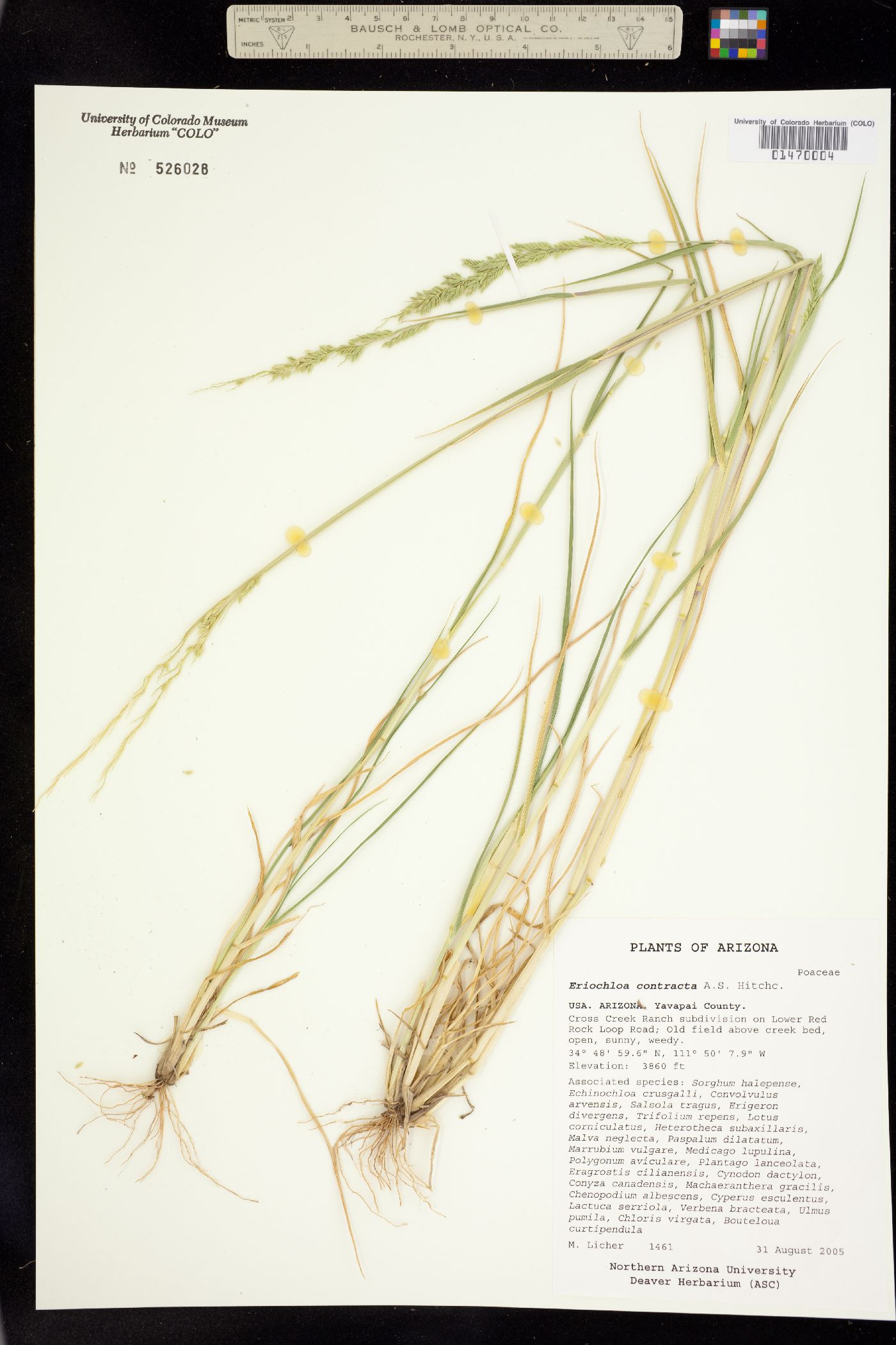 Eriochloa contracta image