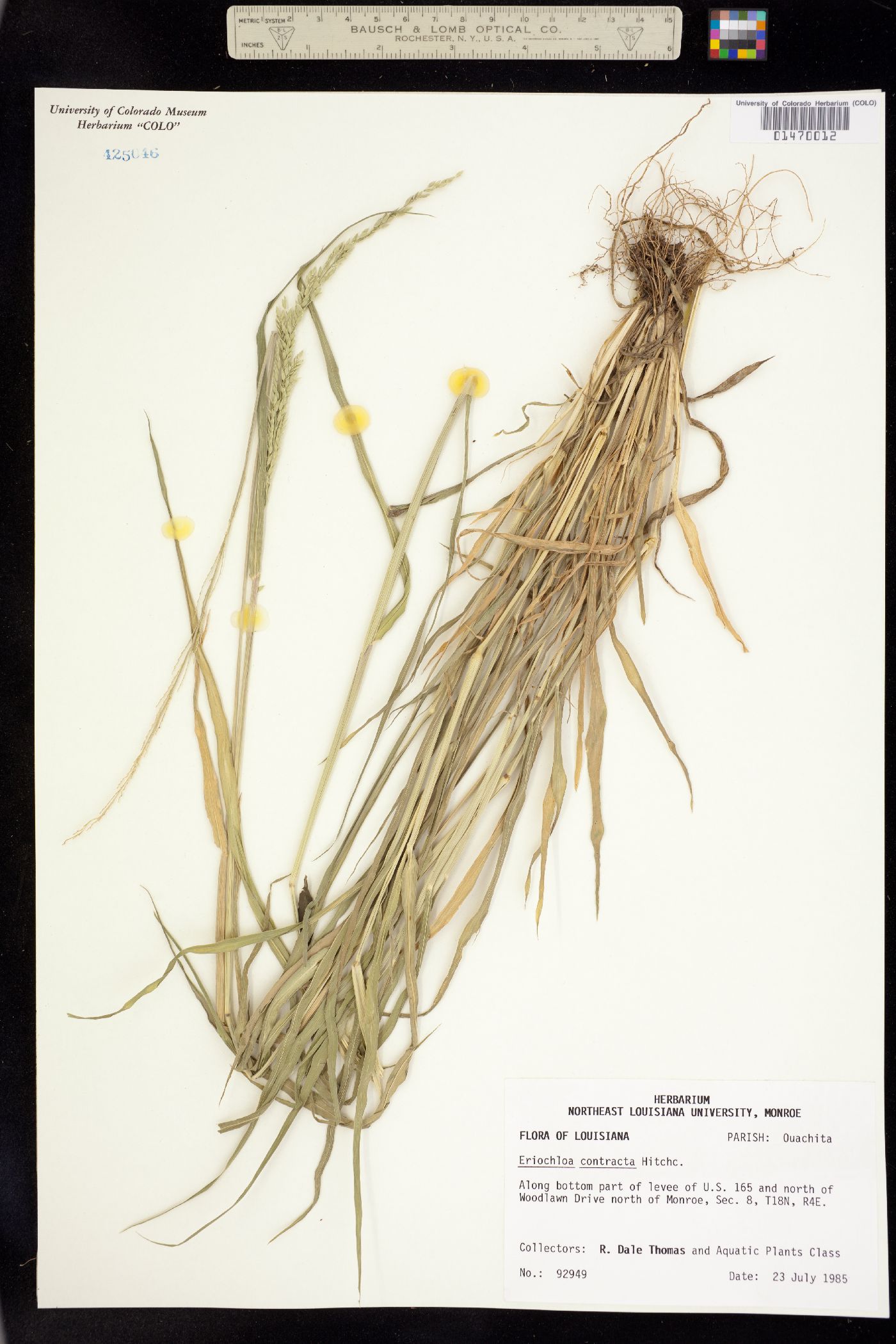 Eriochloa contracta image