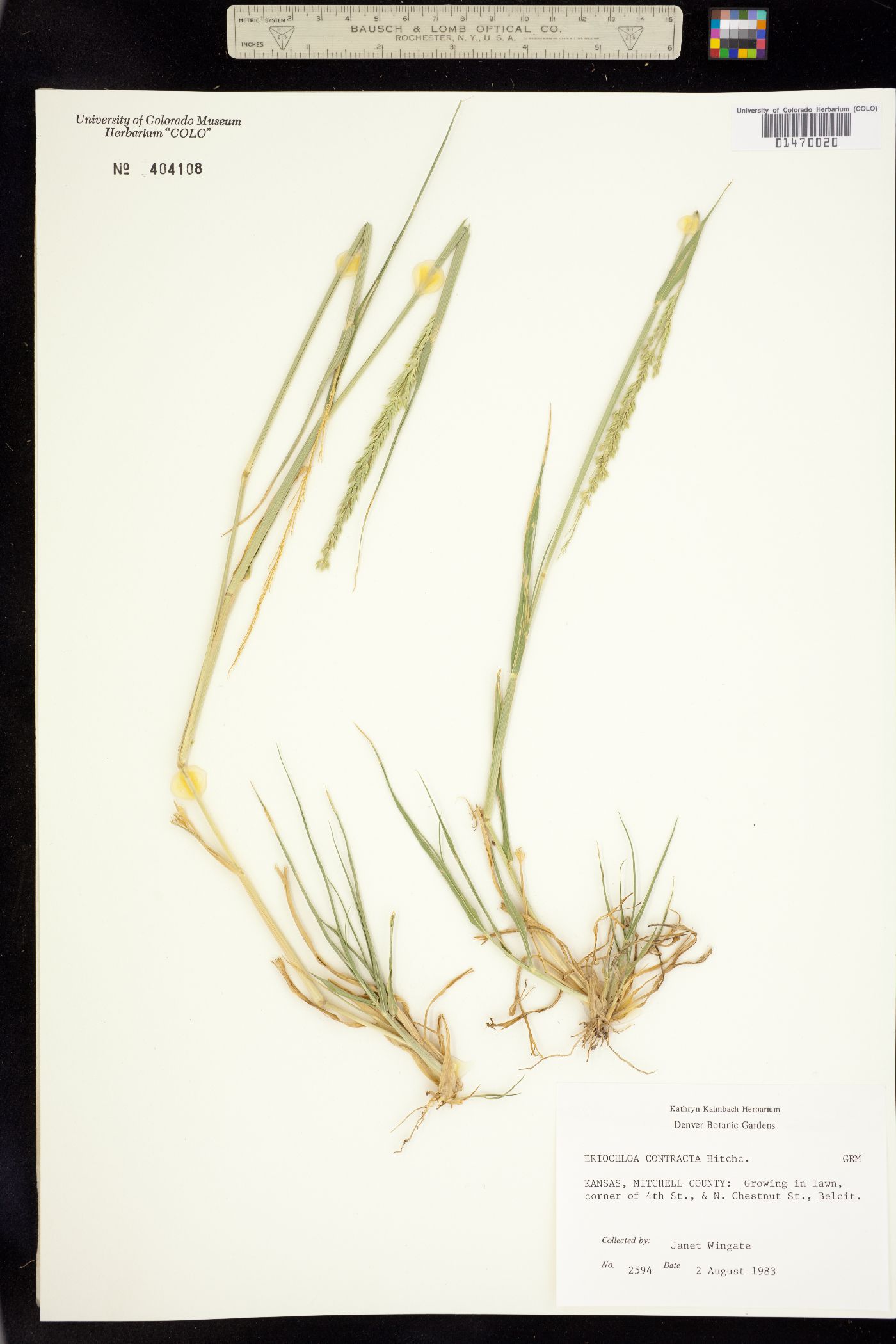 Eriochloa contracta image