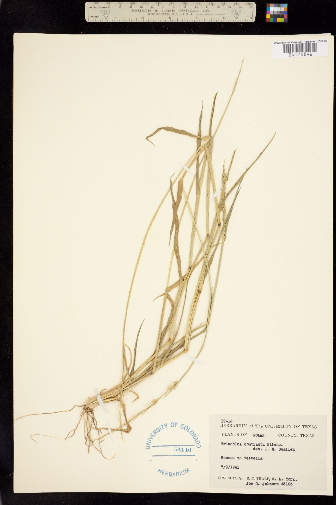 Eriochloa contracta image