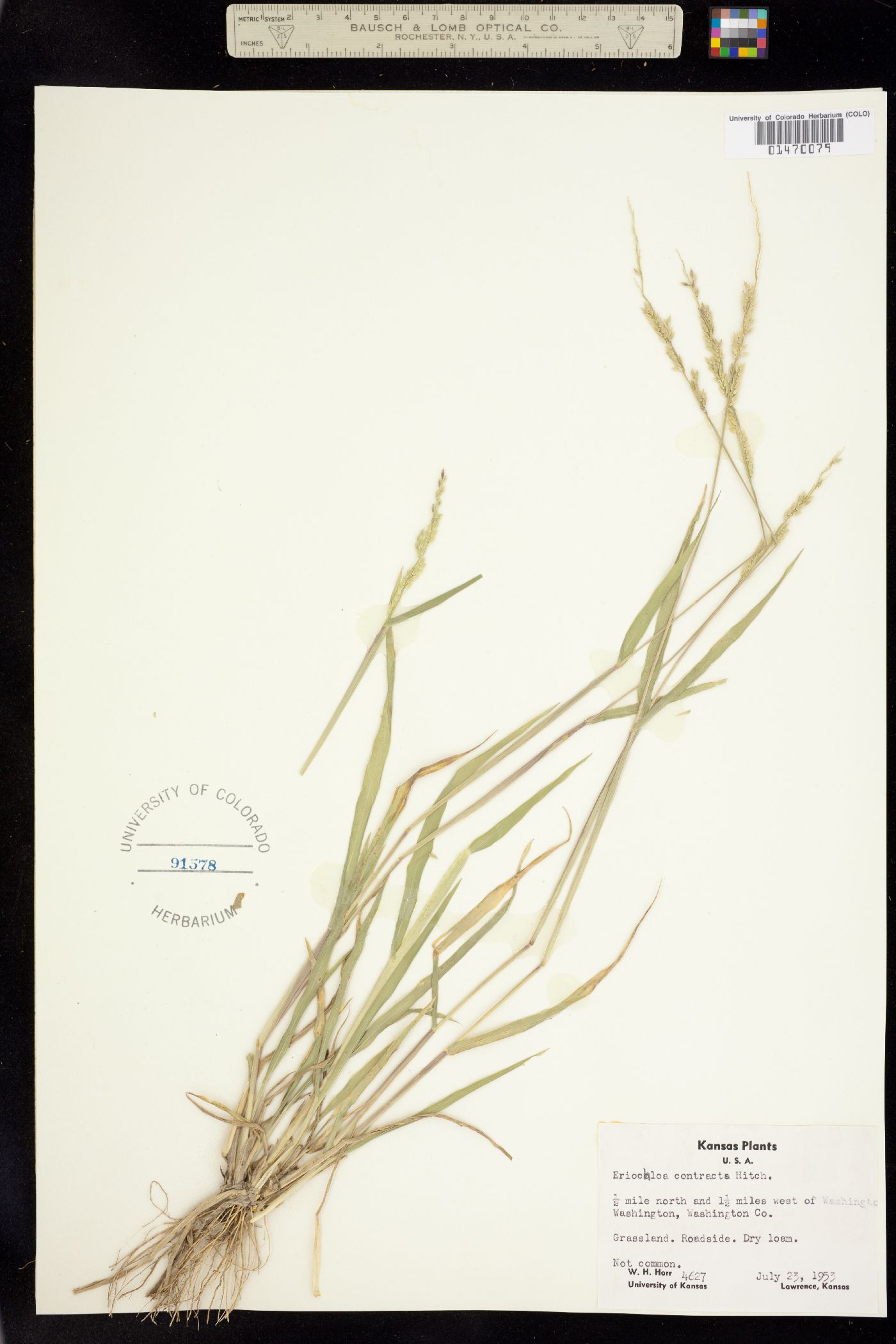 Eriochloa contracta image