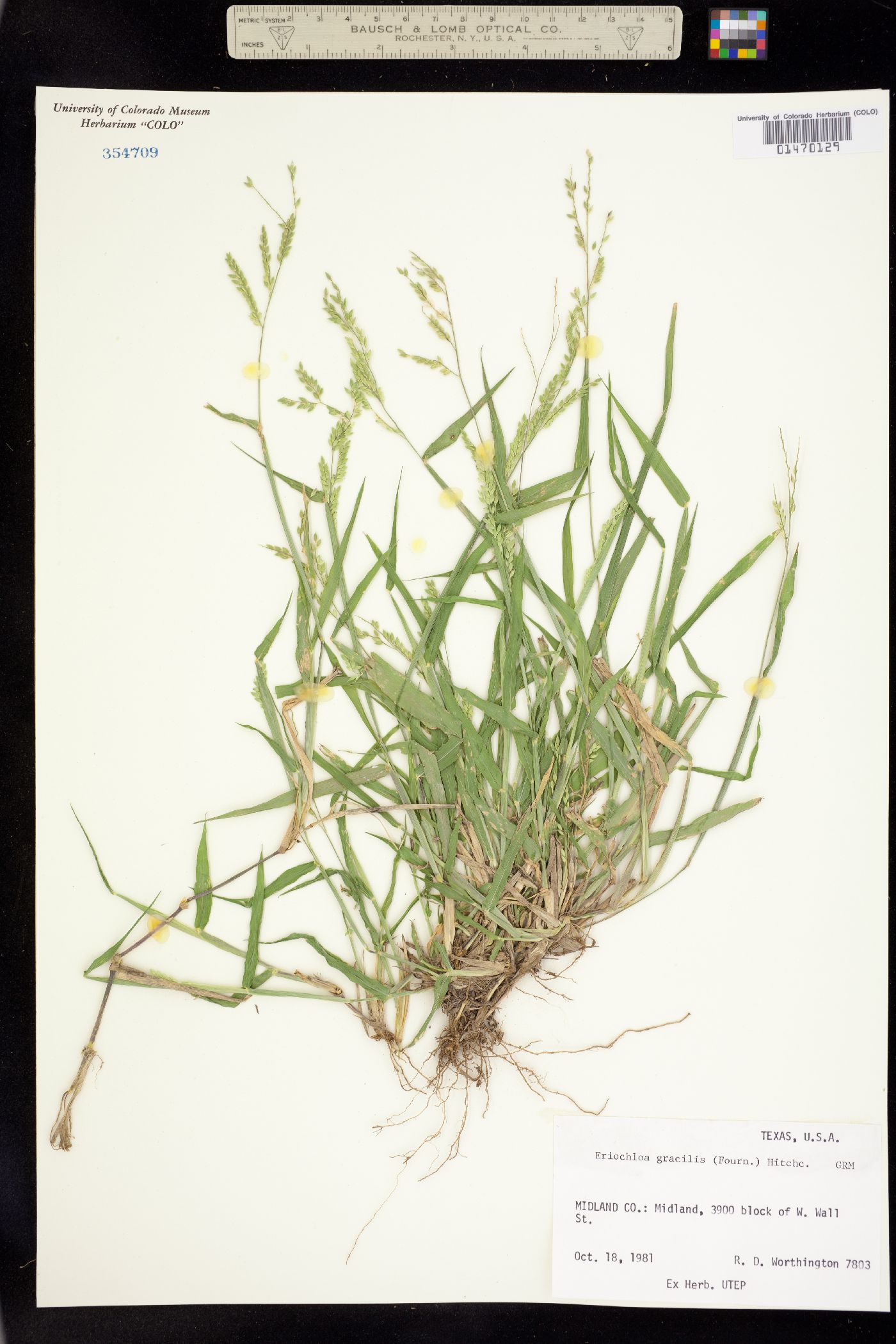 Eriochloa acuminata var. acuminata image