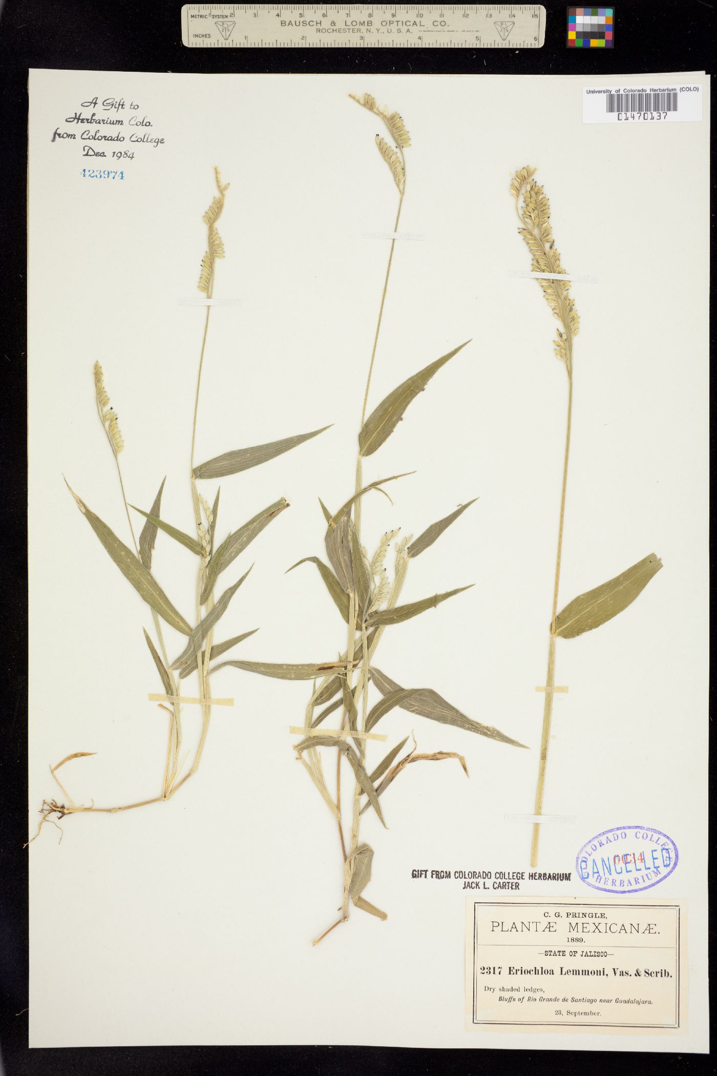 Eriochloa lemmonii image