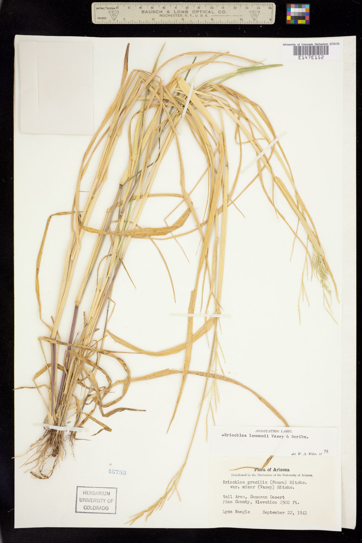 Eriochloa lemmonii image