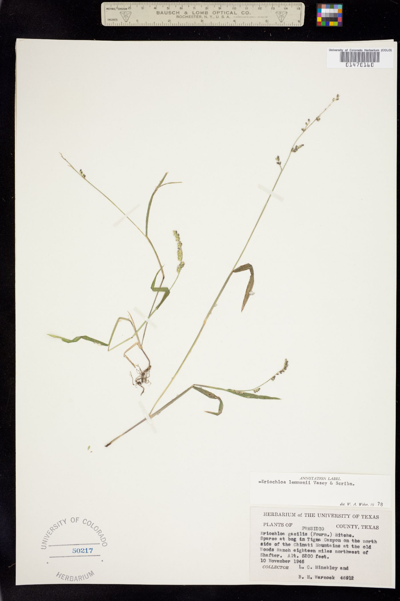 Eriochloa lemmonii image